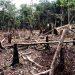 Semac apura denúncias de corte e venda ilegal de madeira nativa