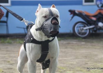 CCZ realiza castrações de animais agendadas durante mutirão em Eunápolis