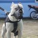 CCZ realiza castrações de animais agendadas durante mutirão em Eunápolis