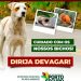 Fique atento: seja prudente ao trânsito para não atropelar animais