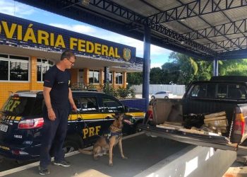 Cocaína e Maconha são apreendidas nas regiões da chapada e sudoeste da Bahia