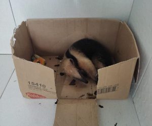Tamanduá-mirim atacado por cães é resgatado
