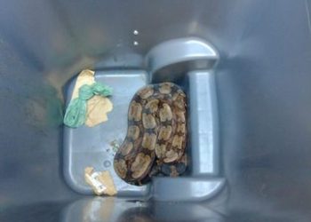 Jiboia é capturada no Alto de Pitinga e levada para o CETAS
