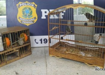 POLICIA RODOVIÁRIA FEDERAL, UM TRBALHO DIÁRIO MAS COM RESULTADOS POSITIVOS.