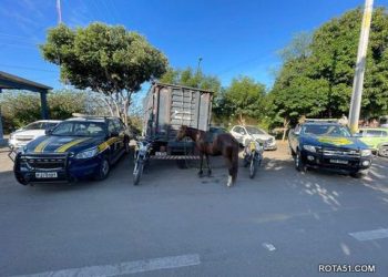 PRF,  SMTT, GCMI e Secretaria de Vigilância Sanitária de Itaberaba realizam operação para retirada de animais soltos em rodovia e no perímetro urbano da cidade