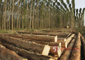 Veracel implementa sistema para controle de dados de pesquisa de melhoramento genético