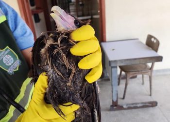 Aves em risco e animais soltos em ruas são resgatados
