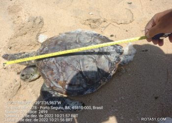 Tartaruga morta é recolhida em praia da Orla Norte de Porto Seguro