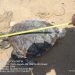 Tartaruga morta é recolhida em praia da Orla Norte de Porto Seguro