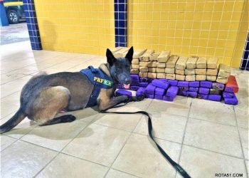 O tráfico de drogas, ainda é o grande desafio da polícia, mas a PRF dá conta do recado e prende todo mundo.