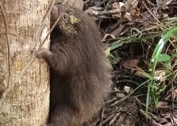 LUIZ CAIXEIRO: mais um animal silvestre resgatado