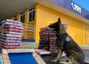 PRF  dá mais um prejuízo aos traficantes e prende motorista bebum