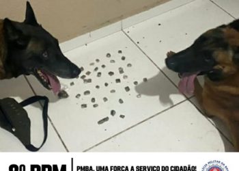 CÃES POLICIAIS DO 8° BPM ATUAM EM NOVA APREENSÃO DE DROGAS, EM PORTO SEGURO
