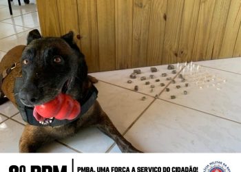CÃO POLICIAL DO 8° BPM AUXILIA NA PRISÃO DE TRAFICANTE, EM PORTO SEGURO