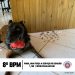 CÃO POLICIAL DO 8° BPM AUXILIA NA PRISÃO DE TRAFICANTE, EM PORTO SEGURO