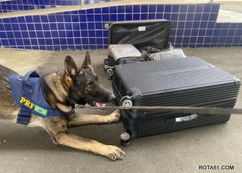Tentou enganar os cães e a PRF, e se lascou, perdeu a droga e entrou em cana.