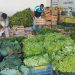 Porto Seguro adquire 93 toneladas de alimentos de pequenos agricultores
