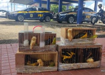 Da apreensão de  pássaros à palestra, a POLÍCIA RODOVIÁRA FEDERAL, faz cumprir a lei.