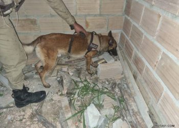 CÃO POLICIAL DO 8° BPM LOCALIZA ARMA E DROGAS, EM PORTO SEGURO
