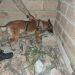 CÃO POLICIAL DO 8° BPM LOCALIZA ARMA E DROGAS, EM PORTO SEGURO