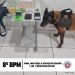 CÃO POLICIAL DO 8° BPM AUXILIA NA LOCALIZAÇÃO DE DROGAS, EM PORTO SEGURO. UMA PESSOA FOI PRESA