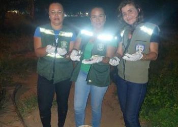 FILHOTES DE TARTARUGAS A SALVOS