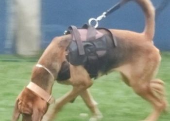 8° BPM SE DESPEDE DE INTEGRANTE DO PELOTÃO DE OPERAÇÕES COM CÃES