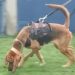 8° BPM SE DESPEDE DE INTEGRANTE DO PELOTÃO DE OPERAÇÕES COM CÃES
