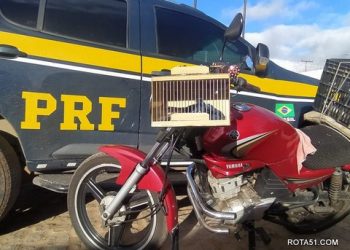 De contrabando a passarinho da fauna brasileira, a PRF toma conta do pedaço.