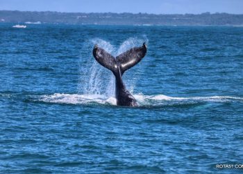 AVISTAMENTO DE BALEIAS: AVENTURA E EXPERIÊNCIA ÚNICA EM ALTO MAR