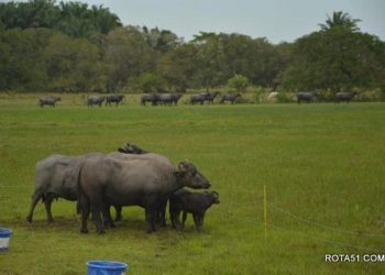 Certificação municipal e inseminação artificial impulsionam negócios locais
