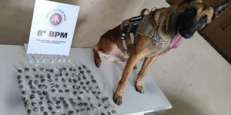 CÃO POLICIAL DO 8° BPM AUXILIA NA LOCALIZAÇÃO DE DROGAS, EM SANTA CRUZ CABRÁLIA