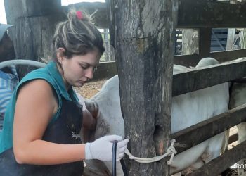 Mais Pecuária: Prefeitura de Eunápolis inicia programa para aumentar produtividade de gado de corte e leite