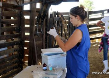 Prefeitura de Eunápolis conclui fase importante de inseminação artificial de bovinos no programa Mais Pecuária