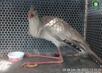 PLANTÃO DE RESGATE ANIMAL: SIRIEMA E ARAÇARI SÃO RESGATADOS