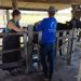 Inseminação de alta genética chega aos rebanhos de Porto Seguro