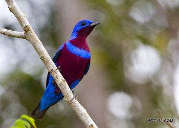 3º FESTIVAL DE AVES É ALIADO A FORTALECIMENTO DO TURISMO “BIRDWATCHING