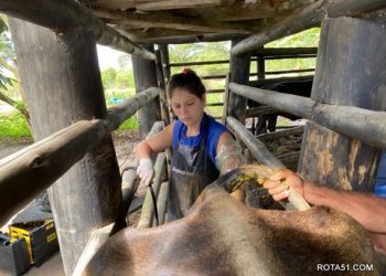 Programa “Mais Pecuária” obtém sucesso com inseminação de bovinos em Eunápolis