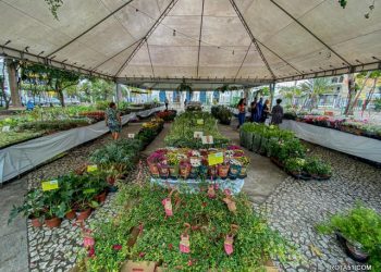 Feira “Eunápolis em Flor” oferece grande diversidade de espécies florais na Praça da Matriz até 15 de outubro