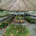Feira “Eunápolis em Flor” oferece grande diversidade de espécies florais na Praça da Matriz até 15 de outubro