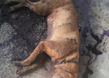 POLÍCIA CIVIL PRENDE HOMEM POR MAUS TRATOS A ANIMAIS