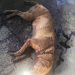 POLÍCIA CIVIL PRENDE HOMEM POR MAUS TRATOS A ANIMAIS