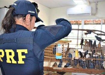 Prender passarinhos é crime ambiental, se prender a PRF solta tudo.
