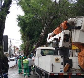 Funcionários municipais, do meio ambiente, retiram árvore tombada na Duque de Caxias.