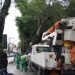 Funcionários municipais, do meio ambiente, retiram árvore tombada na Duque de Caxias.