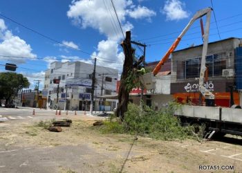 Por medida de segurança, Prefeitura de Eunápolis remove árvores na Av. Duque de Caxias
