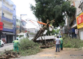 Secretaria de meio ambiente, terminou nesta tarde a retirada da árvore tombada, no centro da cidade.