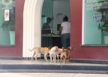 Cães soltos nas portas comerciais da cidade, a reclamação é uma só.
