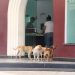 Cães soltos nas portas comerciais da cidade, a reclamação é uma só.