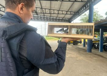 PRF flagra transporte ilegal de aves silvestres na BR 116 em Feira de Santana (BA)